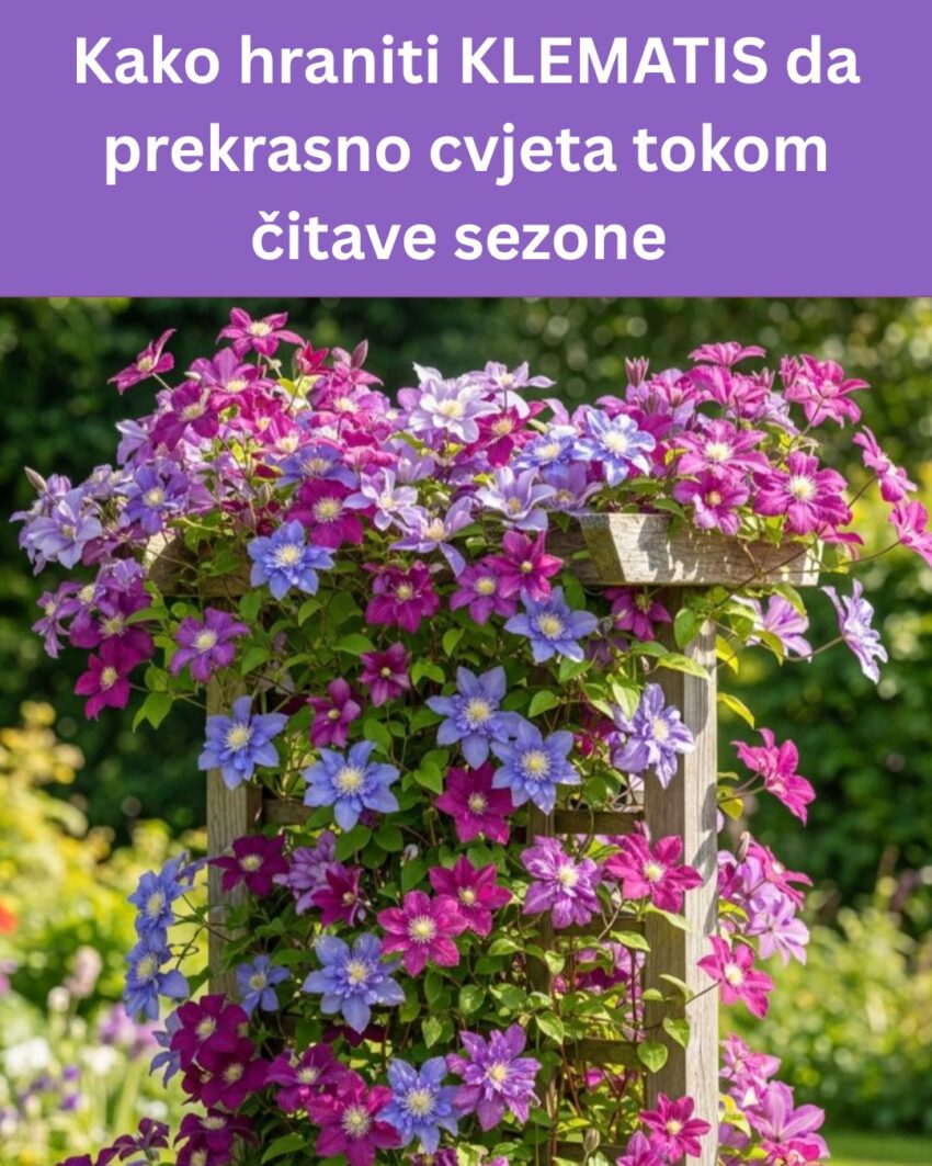 ova-metoda-uzgoja-lavande-menja-sve-–-i-ne-kosta-skoro-nista!