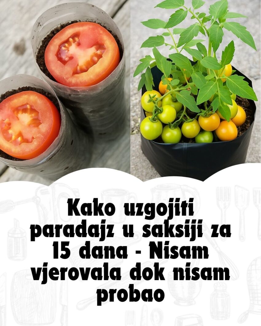 kako-uzgojiti-paradajz-u-saksiji-za-15-dana