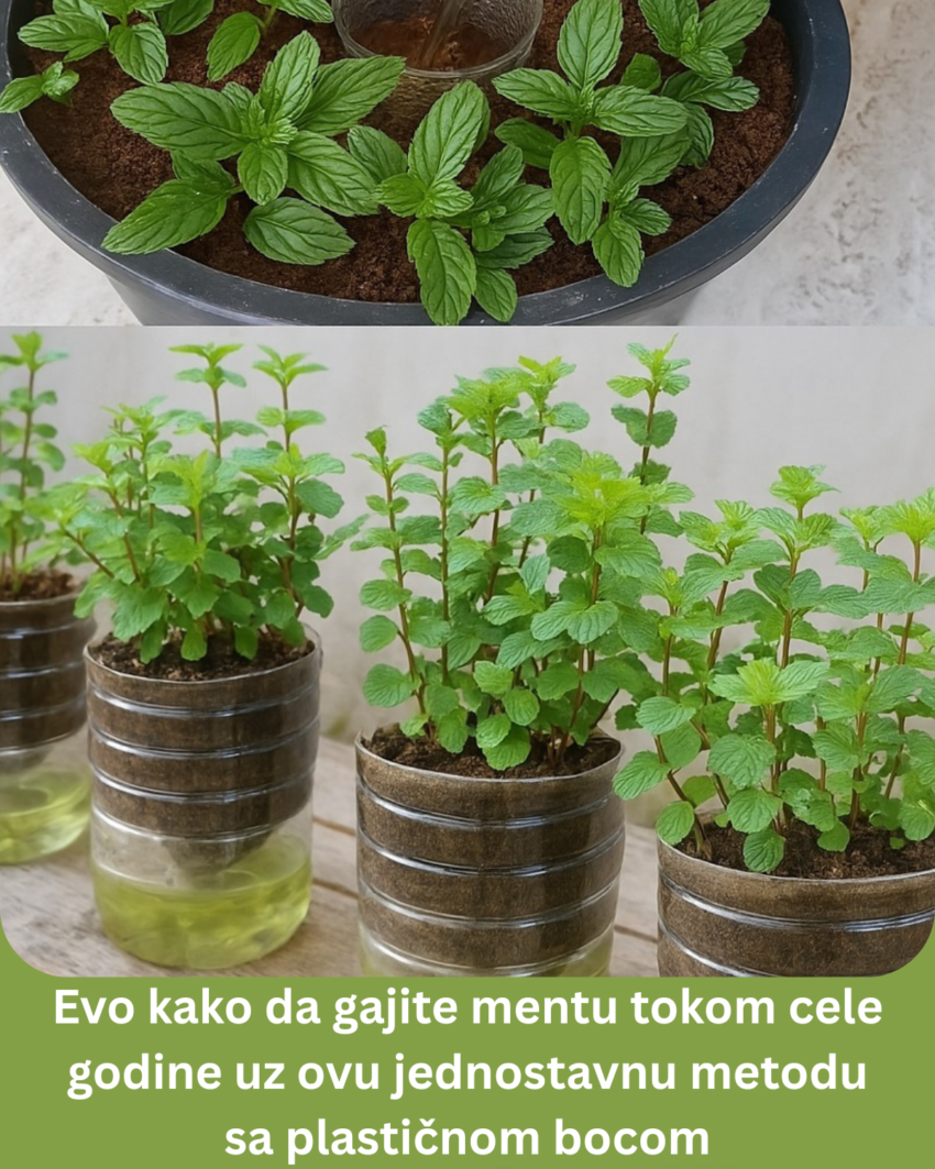 evo-kako-da-gajite-mentu-tokom-cele-godine-uz-ovu-jednostavnu-metodu-sa-plasticnom-bocom