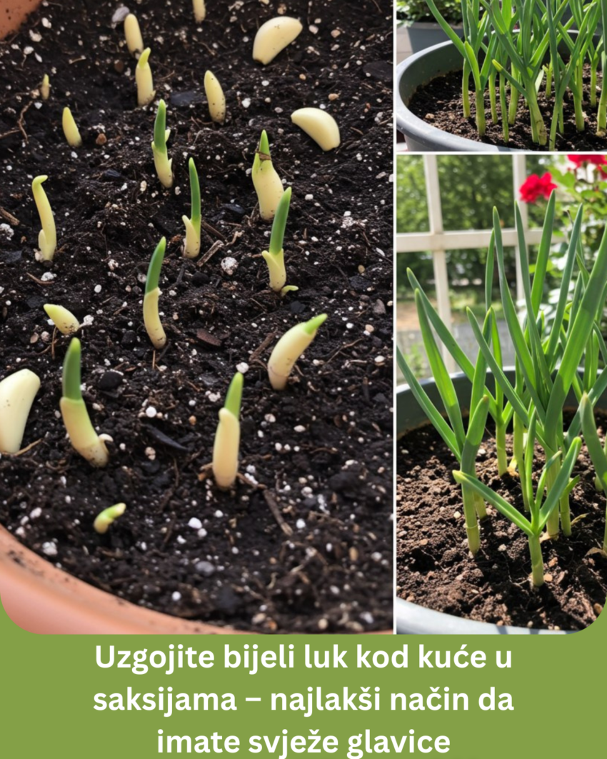 uzgojite-bijeli-luk-kod-kuce-u-saksijama-–-najlaksi-nacin-da-imate-svjeze-glavice