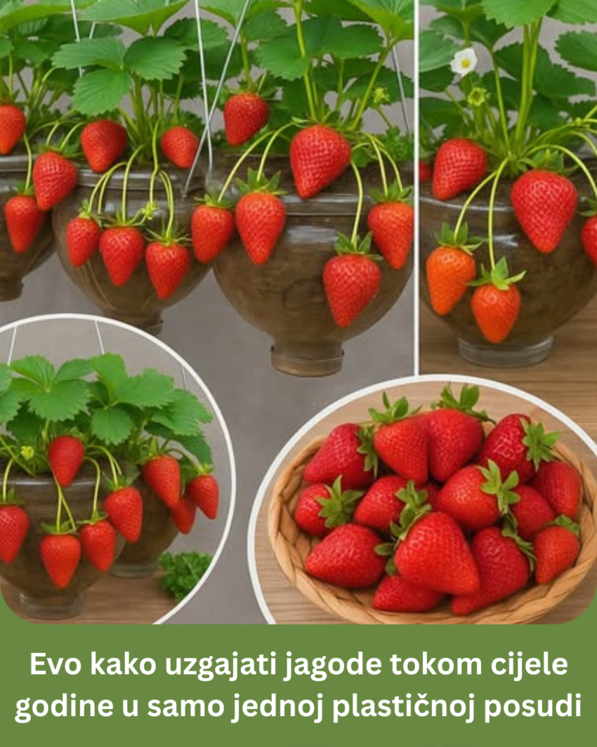 evo-kako-uzgajati-jagode-tokom-cijele-godine-u-samo-jednoj-plasticnoj-posudi