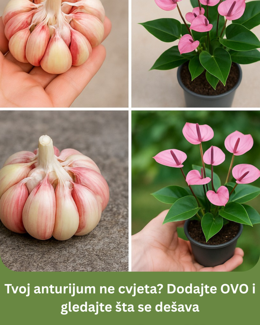tvoj-anturijum-ne-cvjeta?-dodajte-ovo-i-gledajte-sta-se-desava