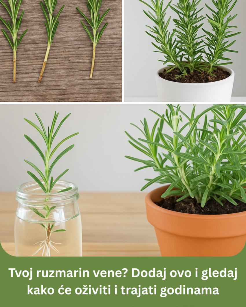 tvoj-ruzmarin-vene?-dodaj-ovo-i-gledaj-kako-ce-oziviti-i-trajati-godinama