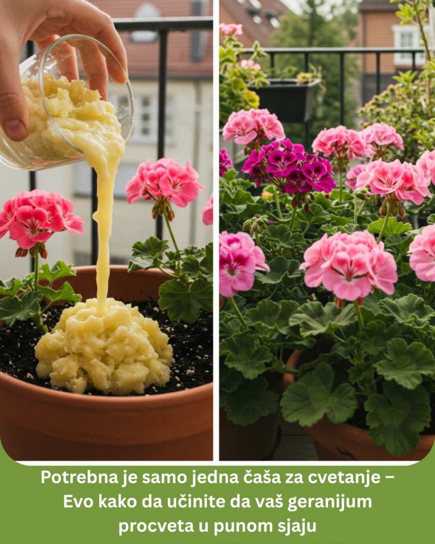 potrebna-je-samo-jedna-casa-za-cvetanje-–-evo-kako-da-ucinite-da-vas-geranijum-procveta-u-punom-sjaju