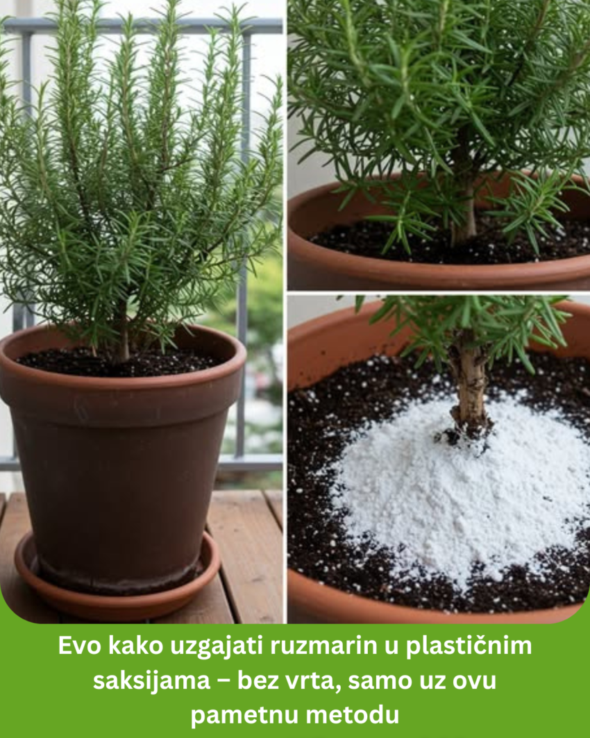 evo-kako-uzgajati-ruzmarin-u-plasticnim-saksijama-–-bez-vrta,-samo-uz-ovu-pametnu-metodu