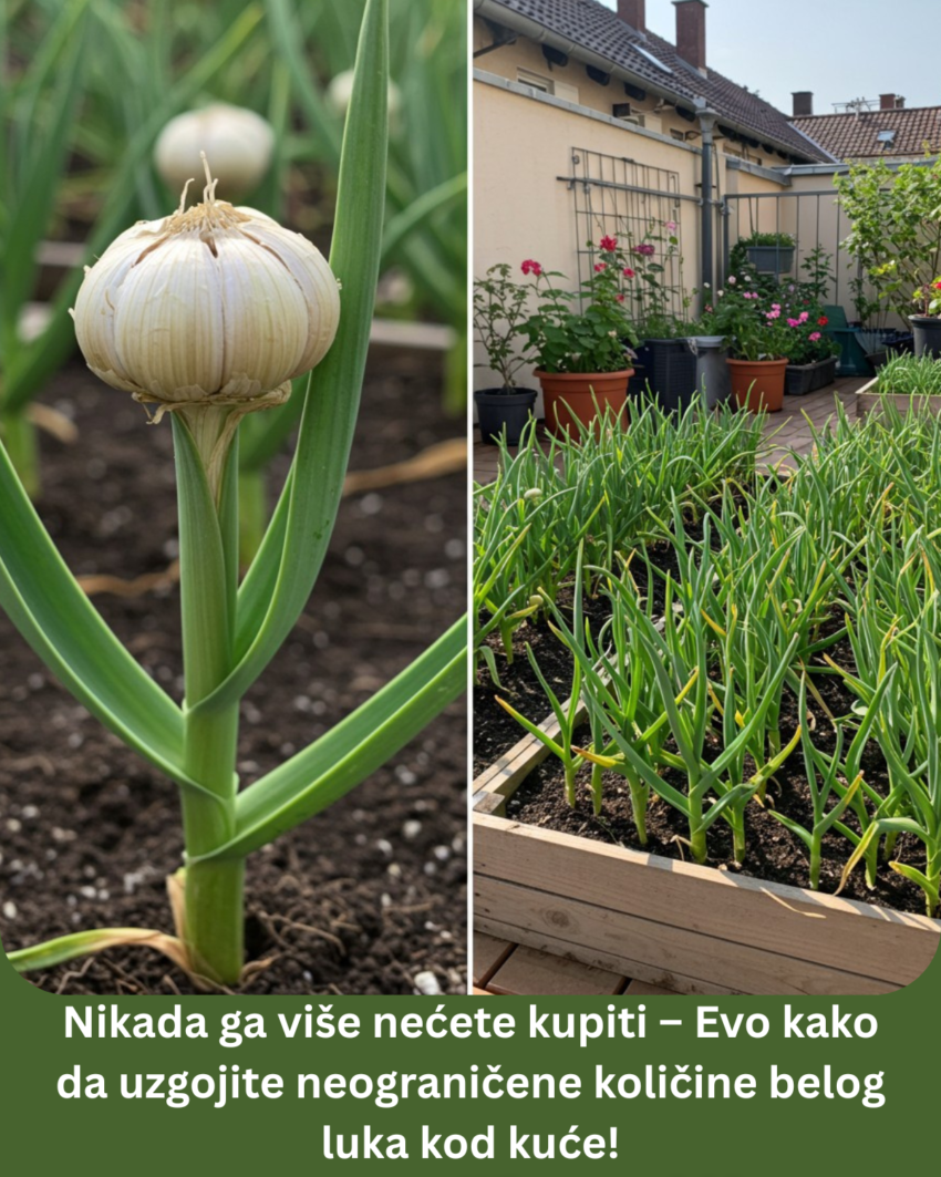 nikada-ga-vise-necete-kupiti-–-evo-kako-da-uzgojite-neogranicene-kolicine-belog-luka-kod-kuce!