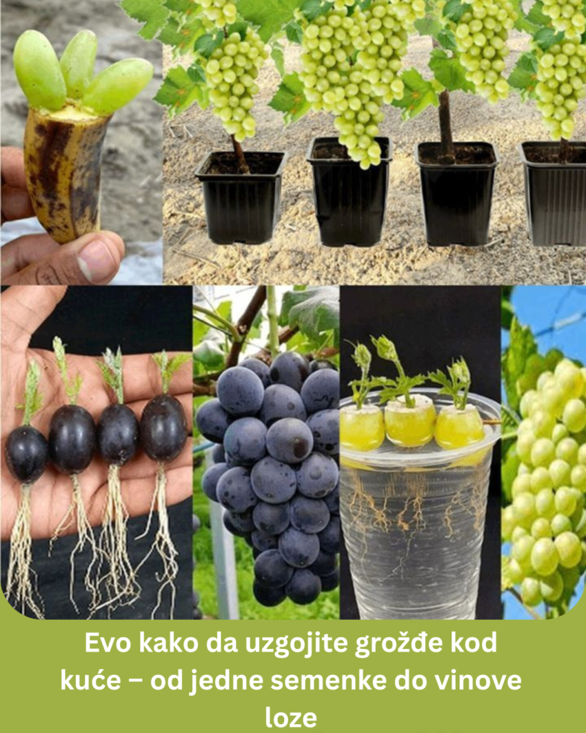 evo-kako-da-uzgojite-grozde-kod-kuce-–-od-jedne-semenke-do-vinove-loze