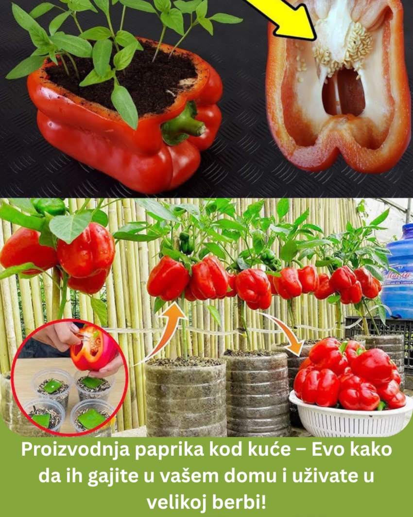 proizvodnja-paprika-kod-kuce-–-evo-kako-da-ih-gajite-u-vasem-domu-i-uzivate-u-velikoj-berbi!