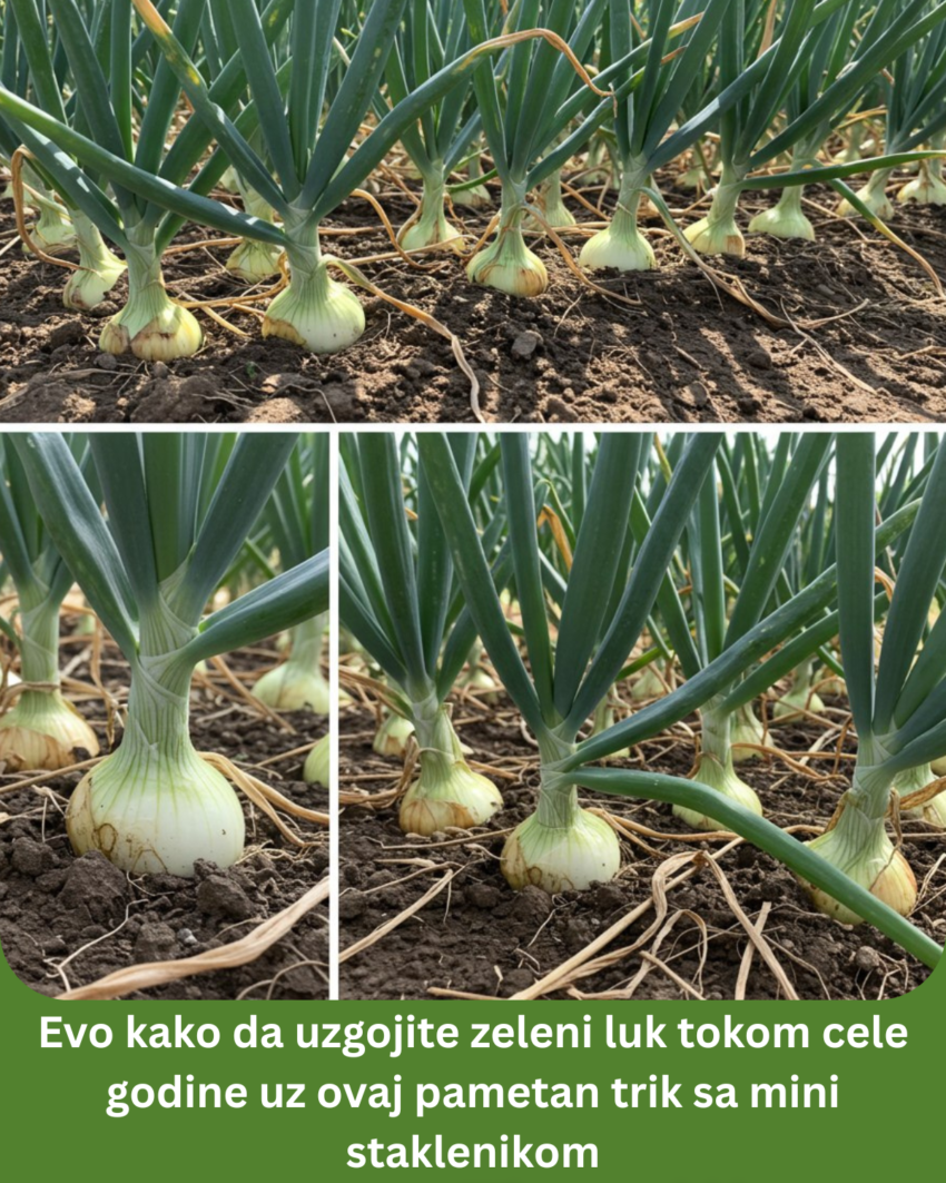 evo-kako-da-uzgojite-zeleni-luk-tokom-cele-godine-uz-ovaj-pametan-trik-sa-mini-staklenikom