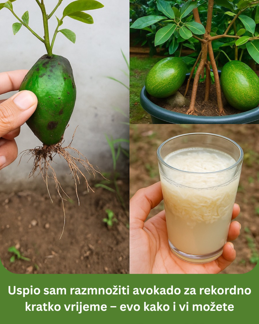 uspio-sam-razmnoziti-avokado-za-rekordno-kratko-vrijeme-–-evo-kako-i-vi-mozete