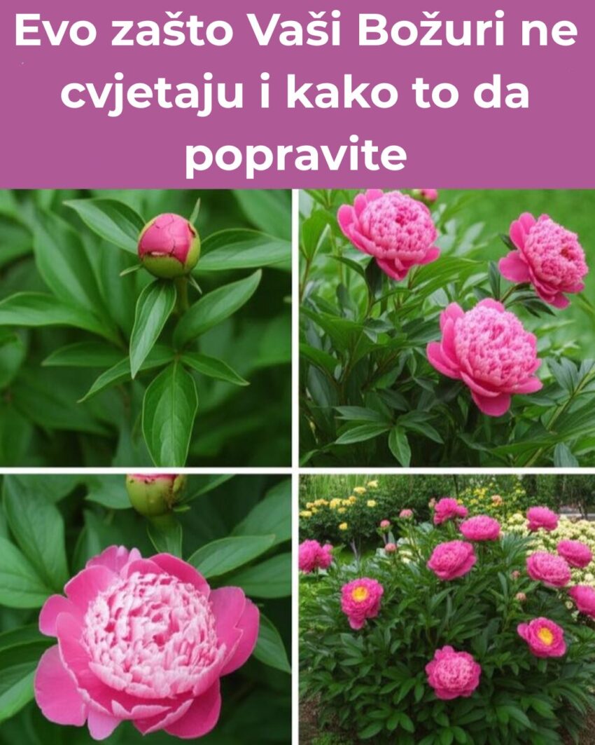 evo-zasto-vasi-bozuri-ne-cvjetaju-i-kako-to-da-popravite