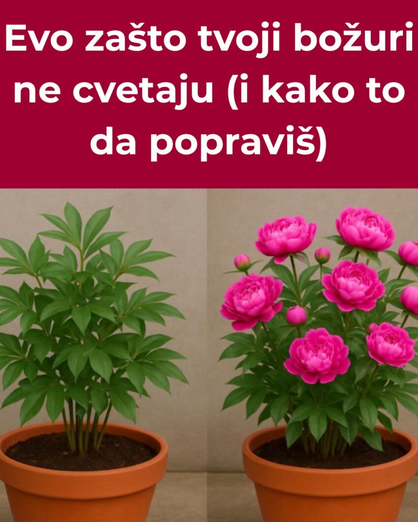 najcesci-razlozi-zasto-bozuri-ne-cvetaju-–-i-kako-to-lako-popraviti!