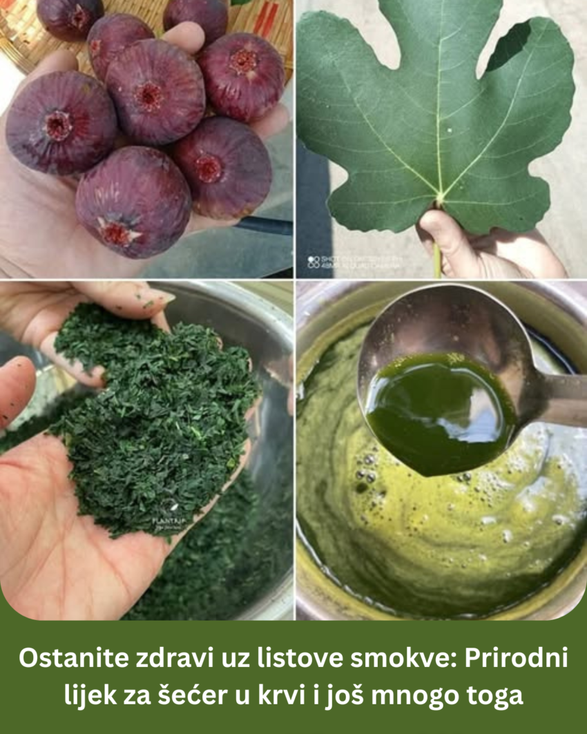 ostanite-zdravi-uz-listove-smokve:-prirodni-lijek-za-secer-u-krvi-i-jos-mnogo-toga