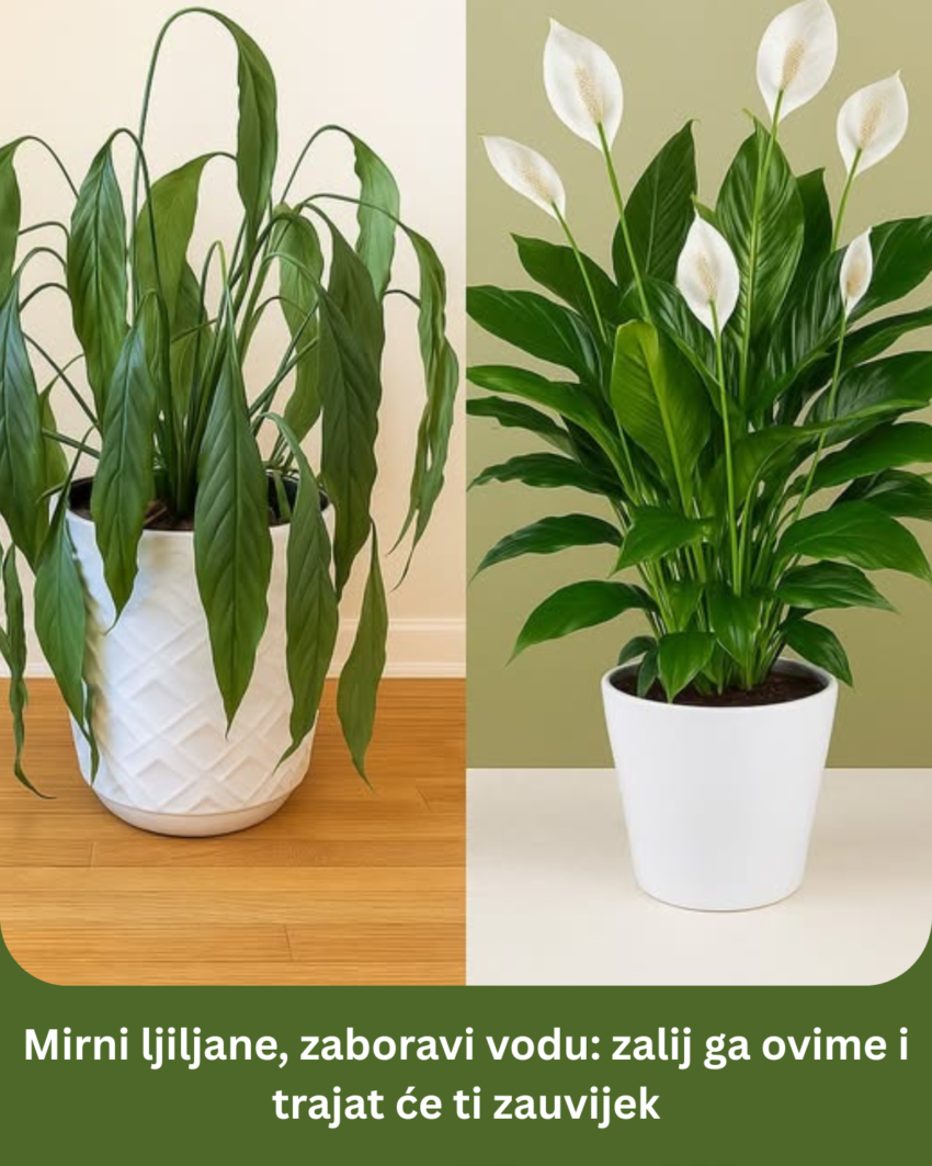mirni-ljiljane,-zaboravi-vodu:-zalij-ga-ovime-i-trajat-ce-ti-zauvijek