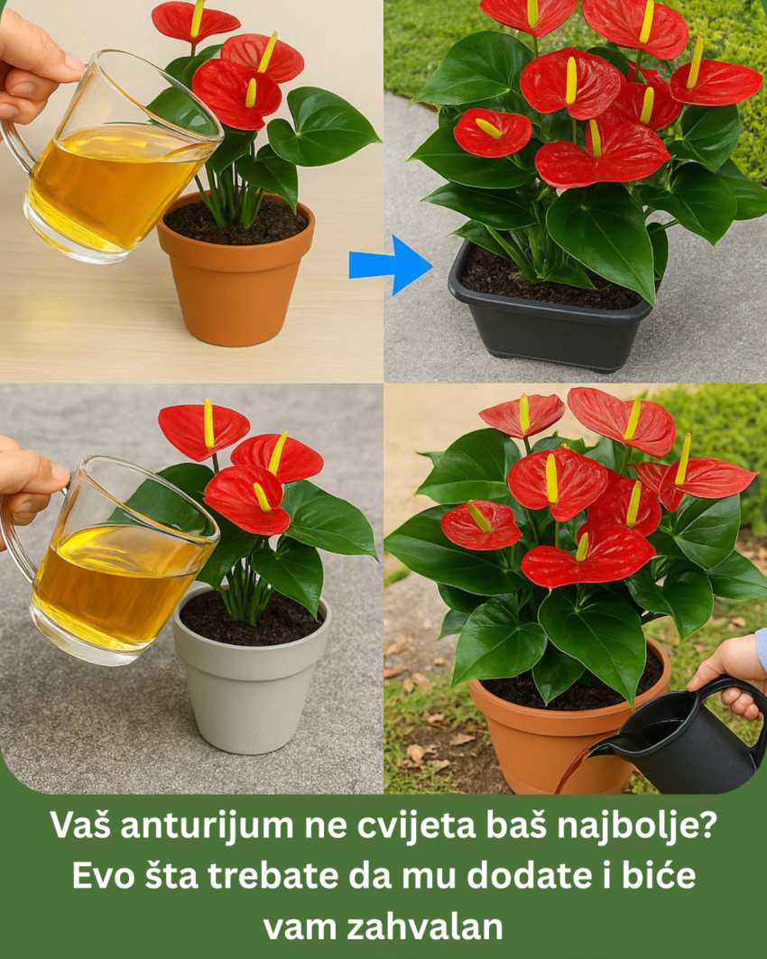 vas-anturijum-ne-cvijeta-bas-najbolje?-evo-sta-trebate-da-mu-dodate-i-bice-vam-zahvalan
