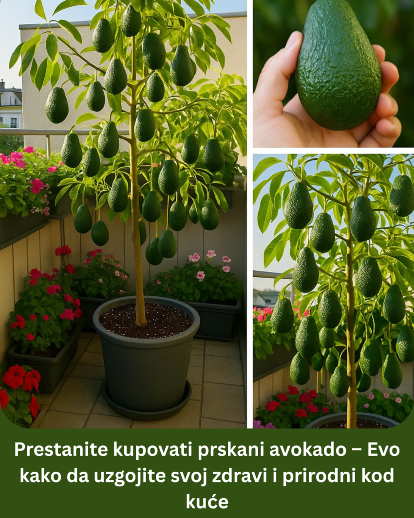 prestanite-kupovati-prskani-avokado-–-evo-kako-da-uzgojite-svoj-zdravi-i-prirodni-kod-kuce