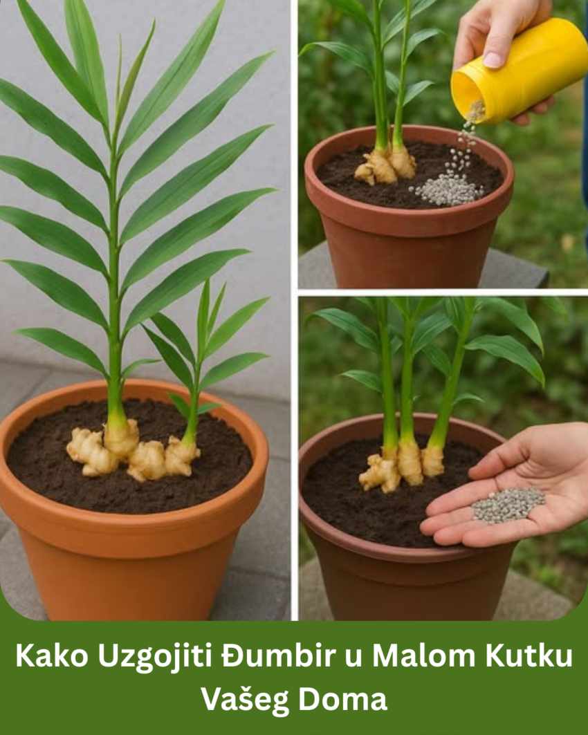 kako-uzgojiti-dumbir-u-malom-kutku-vaseg-doma