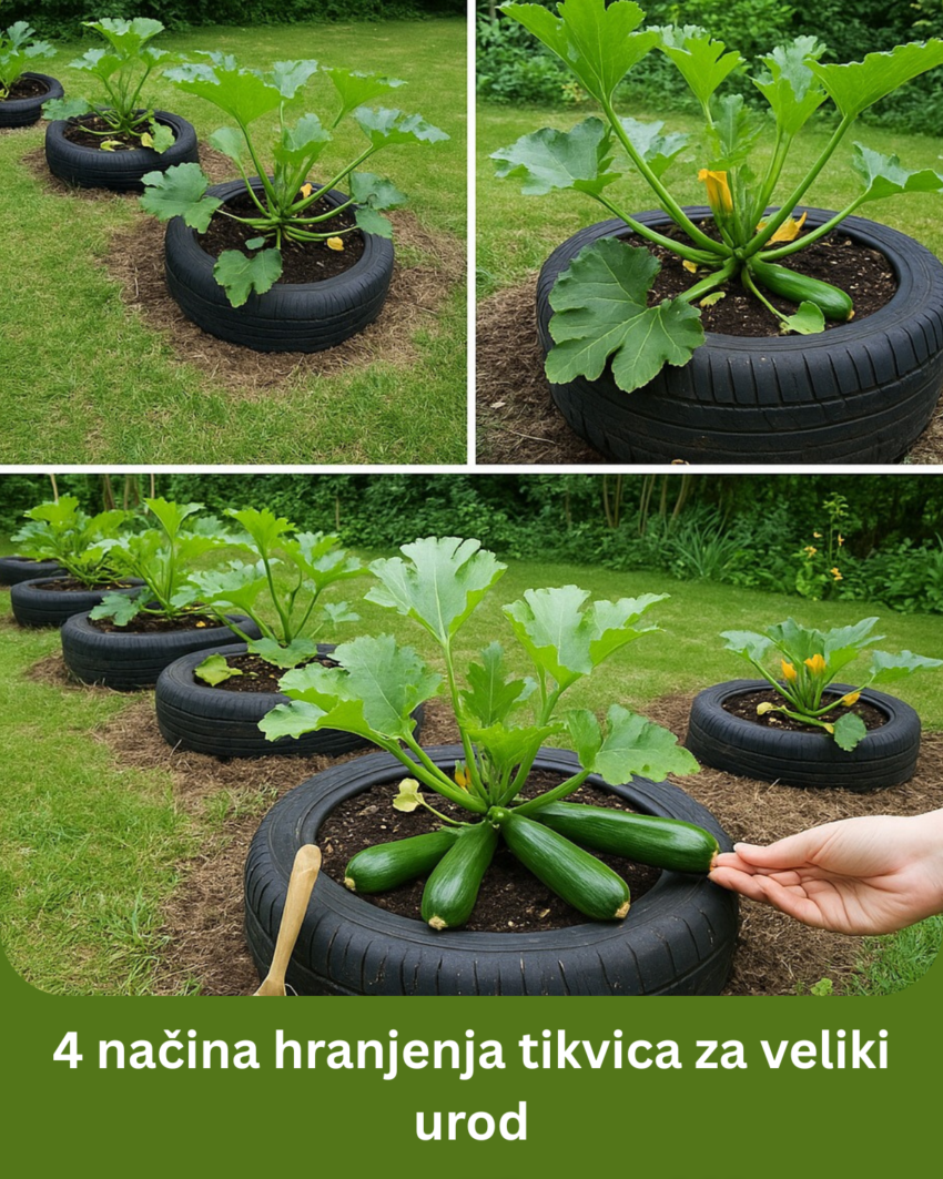 4-nacina-hranjenja-tikvica-za-veliki-urod