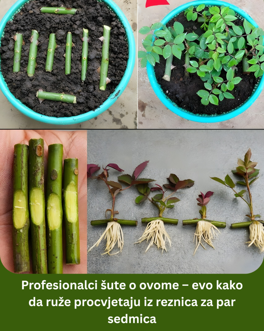profesionalci-sute-o-ovome-–-evo-kako-da-ruze-procvjetaju-iz-reznica-za-par-sedmica