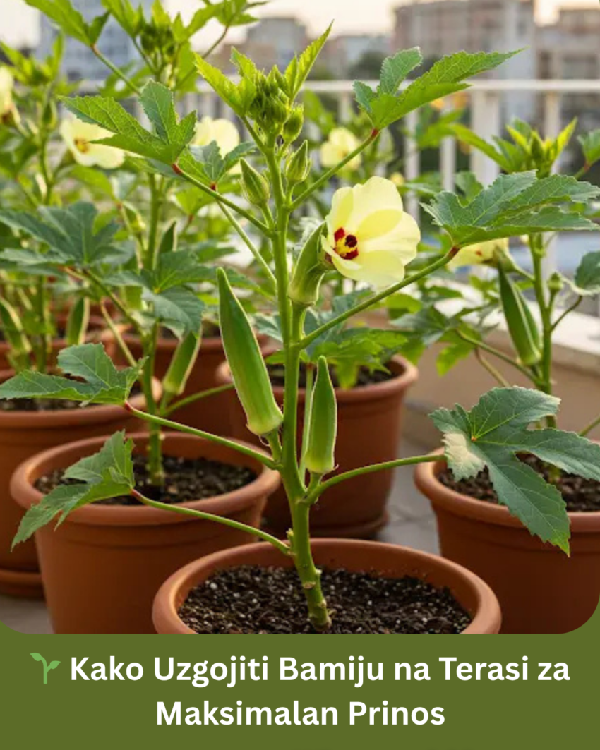 kako-uzgojiti-bamiju-na-terasi-za-maksimalan-prinos