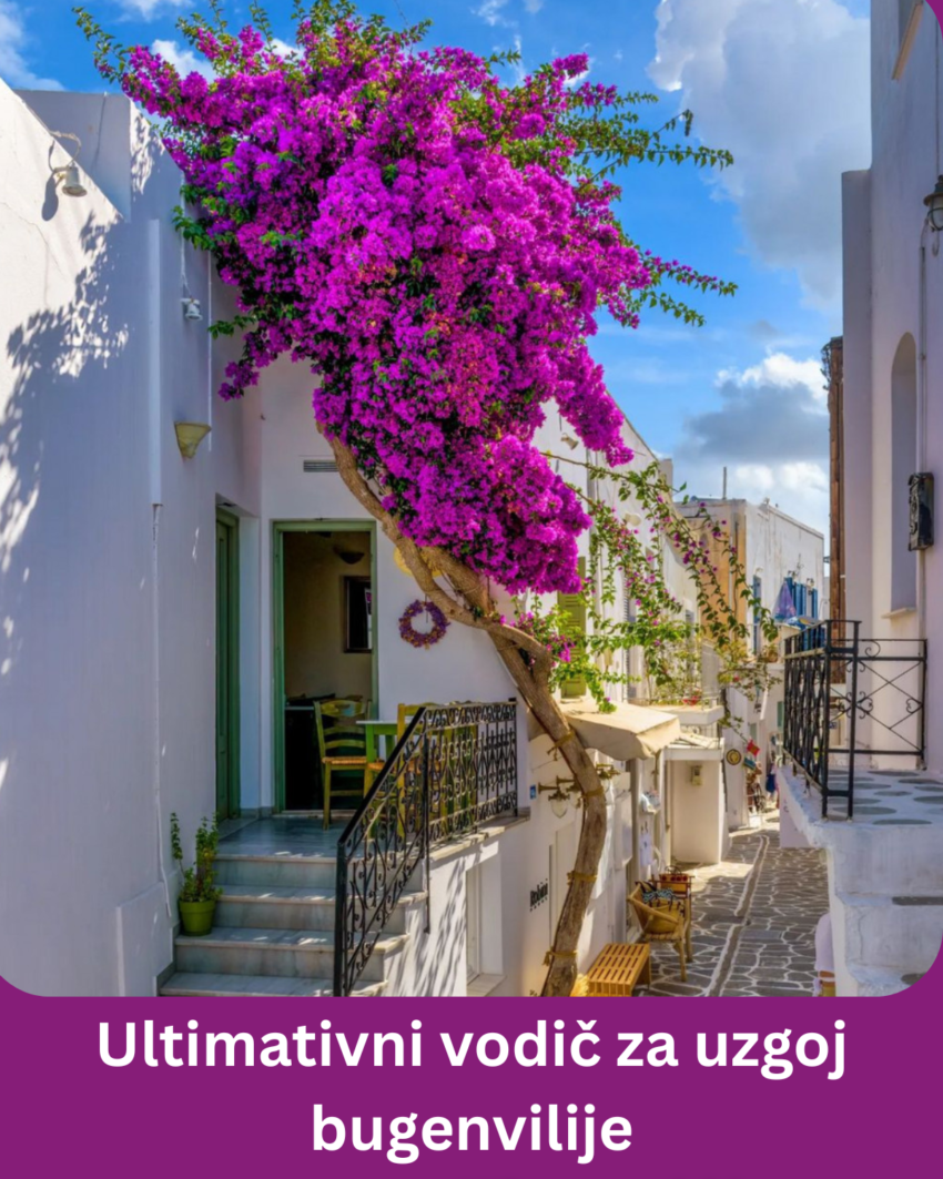 ultimativni-vodic-za-uzgoj-bugenvilije