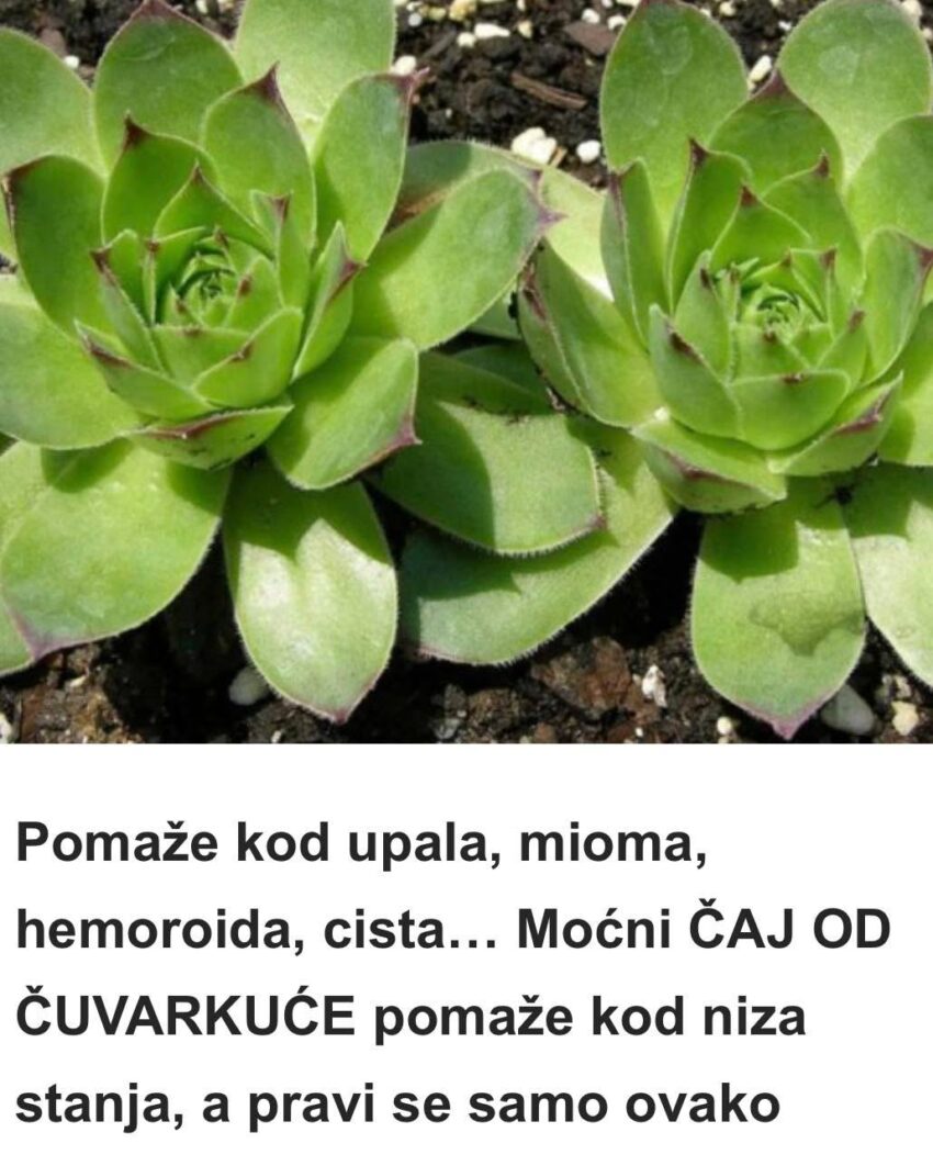 pomaze-kod-upala,-mioma,-hemoroida,-cista-–-mocni-caj-od-cuvarkuce-pomaze-kod-niza-stanja,-a-pravi-se-samo-ovako