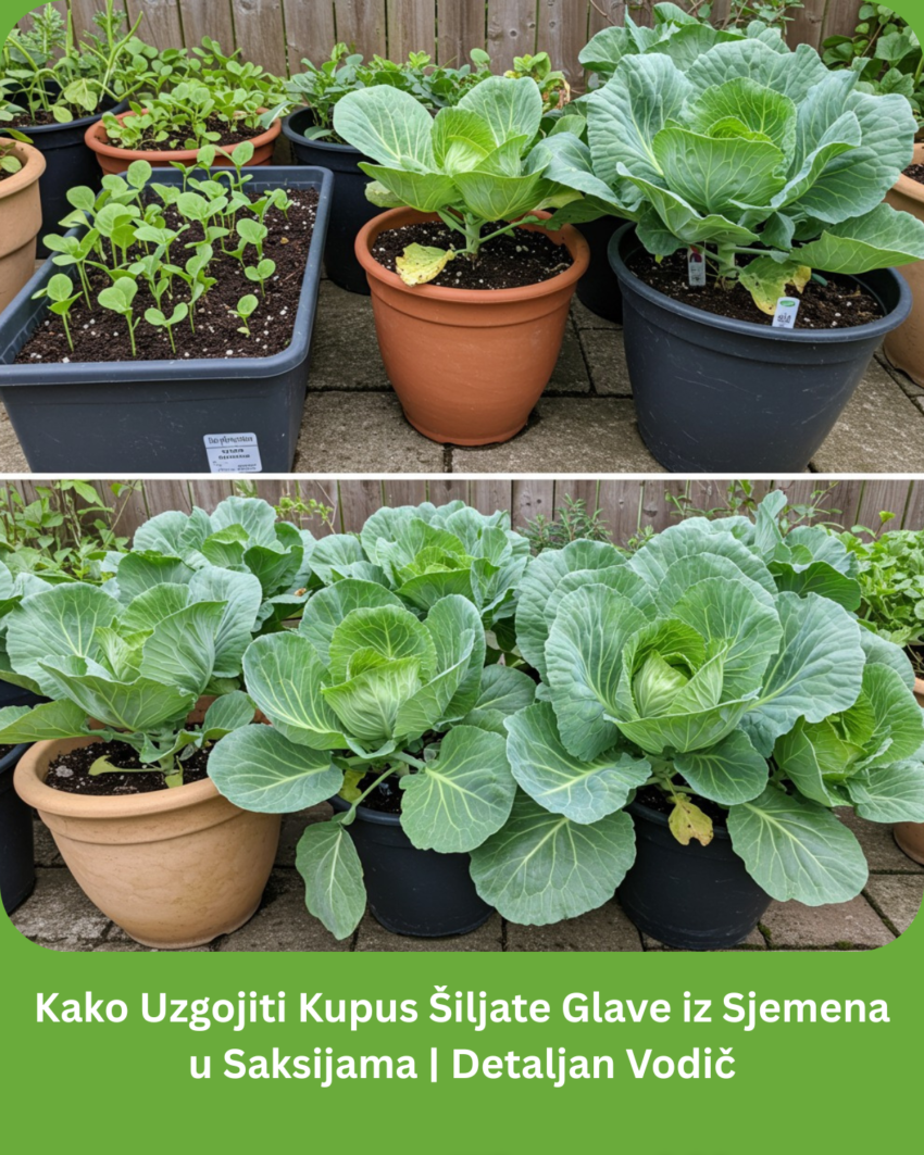 kako-uzgojiti-kupus-siljate-glave-iz-sjemena-u-saksijama-|-detaljan-vodic