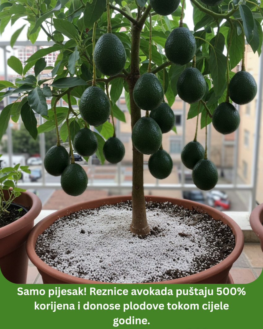 samo-pijesak!-reznice-avokada-pustaju-500%-korijena-i-donose-plodove-tokom-cijele-godine.