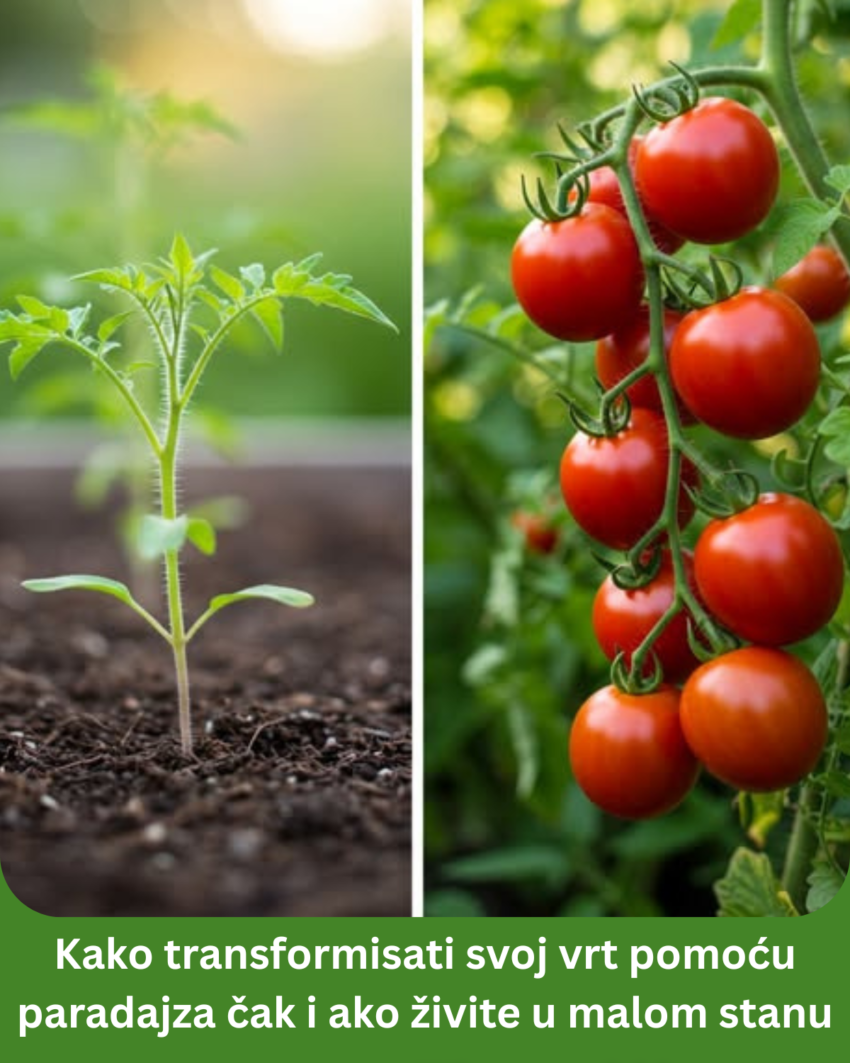 kako-transformisati-svoj-vrt-pomocu-paradajza-cak-i-ako-zivite-u-malom-stanu