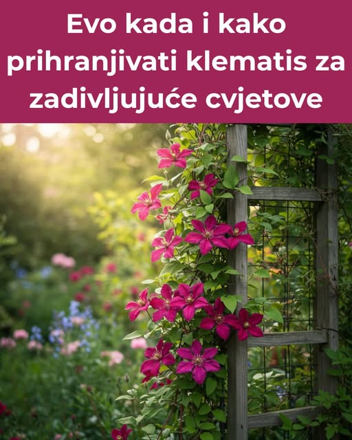 cvjeta-kao-iz-bajke:-evo-kada-i-kako-prihraniti-klematis-da-zablista-punim-sjajem!