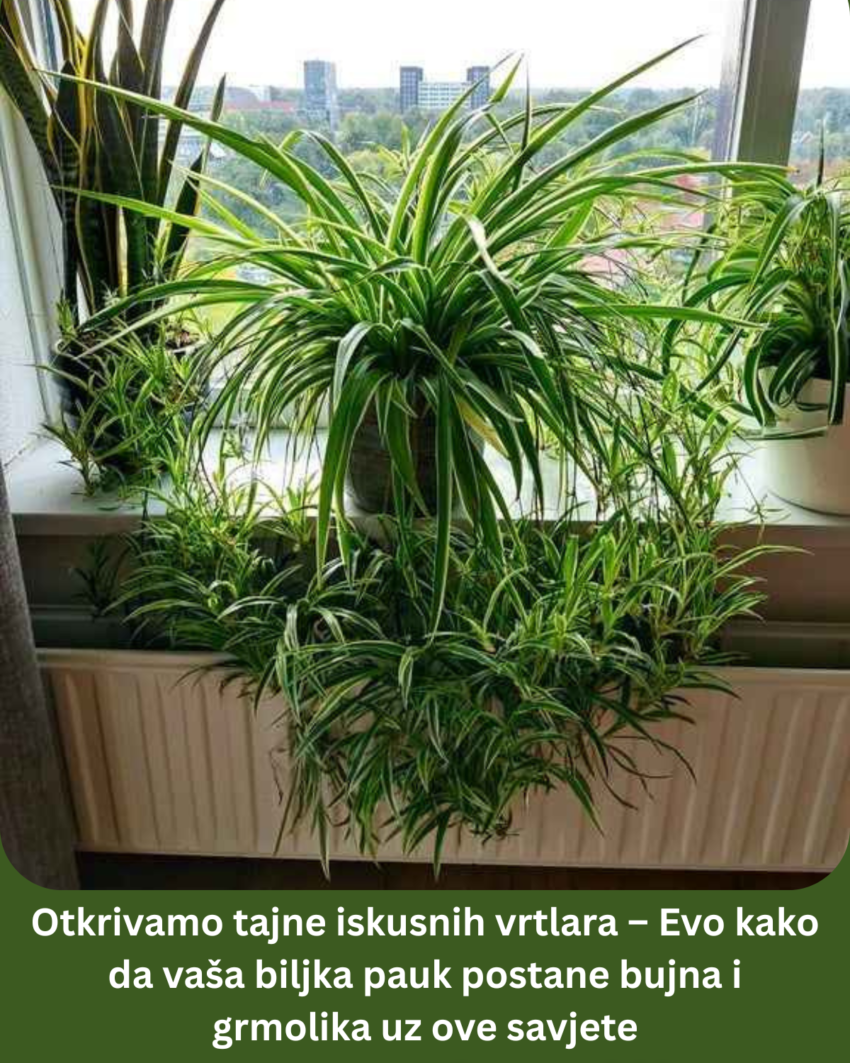 otkrivamo-tajne-iskusnih-vrtlara-–-evo-kako-da-vasa-biljka-pauk-postane-bujna-i-grmolika-uz-ove-savjete