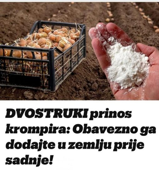 dvostruki-prinos-krompira:-obavezno-ga-dodajte-u-zemlju-prije-sadnje!