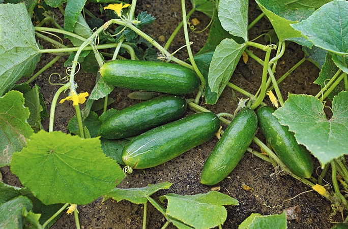kako-ubrzati-rast-paradajza-i-krastavaca