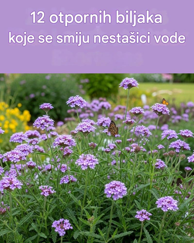 12-otpornih-biljaka-koje-se-smiju-susi