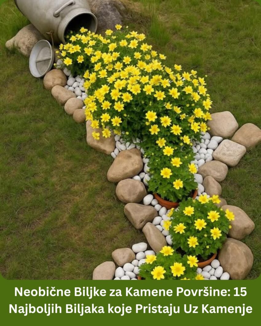 15-najboljih-biljaka-za-kamenjare