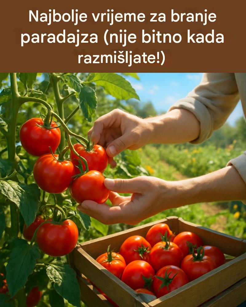 najbolje-vrijeme-za-berbu-paradajza-(nije-kada-mislite!)