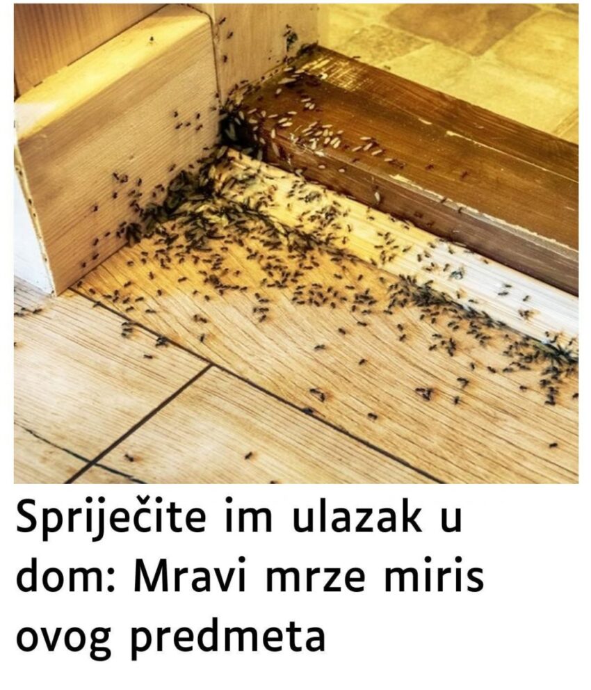 sprijecite-im-ulazak-u-dom:-mravi-mrze-miris-ovog-predmeta-zanimljivosti
