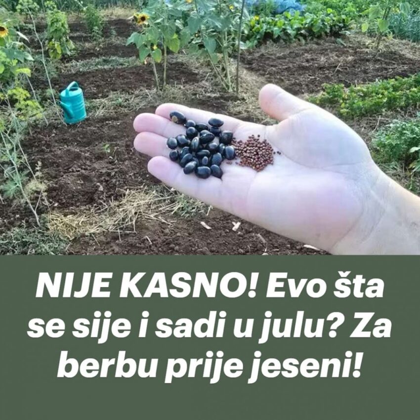 nije-kasno!-evo-sta-se-sije-i-sadi-u-julu?-za-berbu-prije-jeseni!