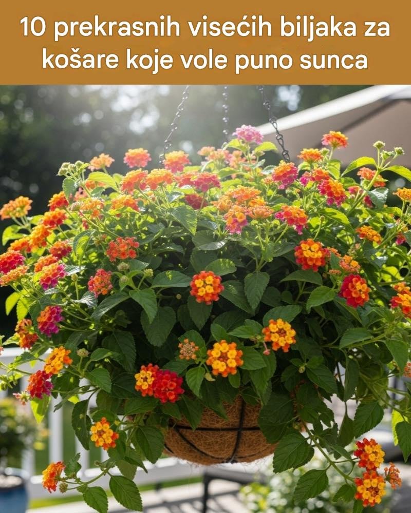 pretvorite-balkon-u-cvjetnu-oazu:-10-suncoljubivih-biljaka-za-saksije