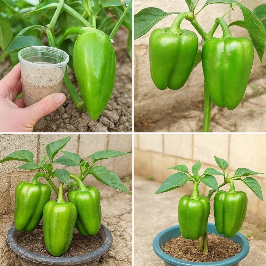 prestanite-raditi-ovu-gresku!-pravi-nacin-sadnje-paprika