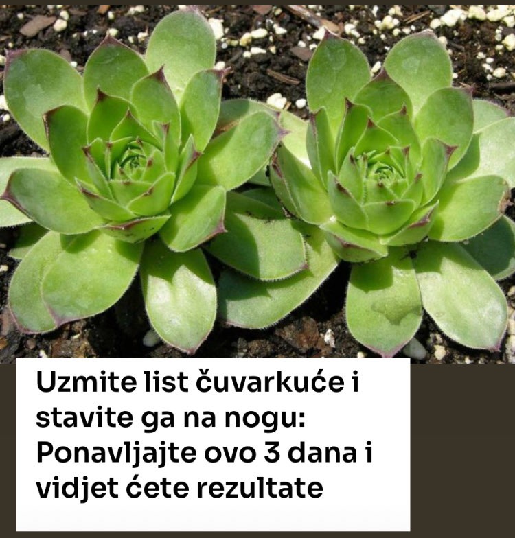 uzmite-list-cuvarkuce-i-stavite-ga-na-nogu:-ponavljajte-ovo-3-dana-i-vidjet-cete-rezultate