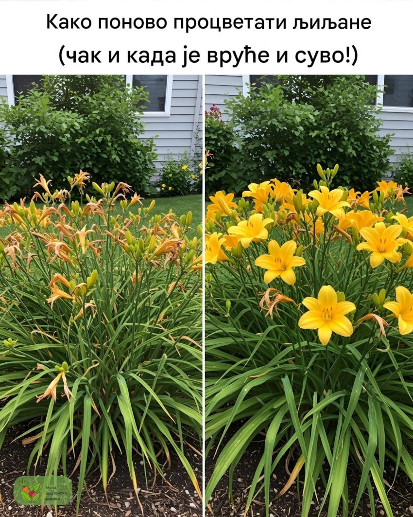 da-li-znate-da-je-kontinuirano-cvetanje-danlilija-zapravo-vrlo-jednostavno?