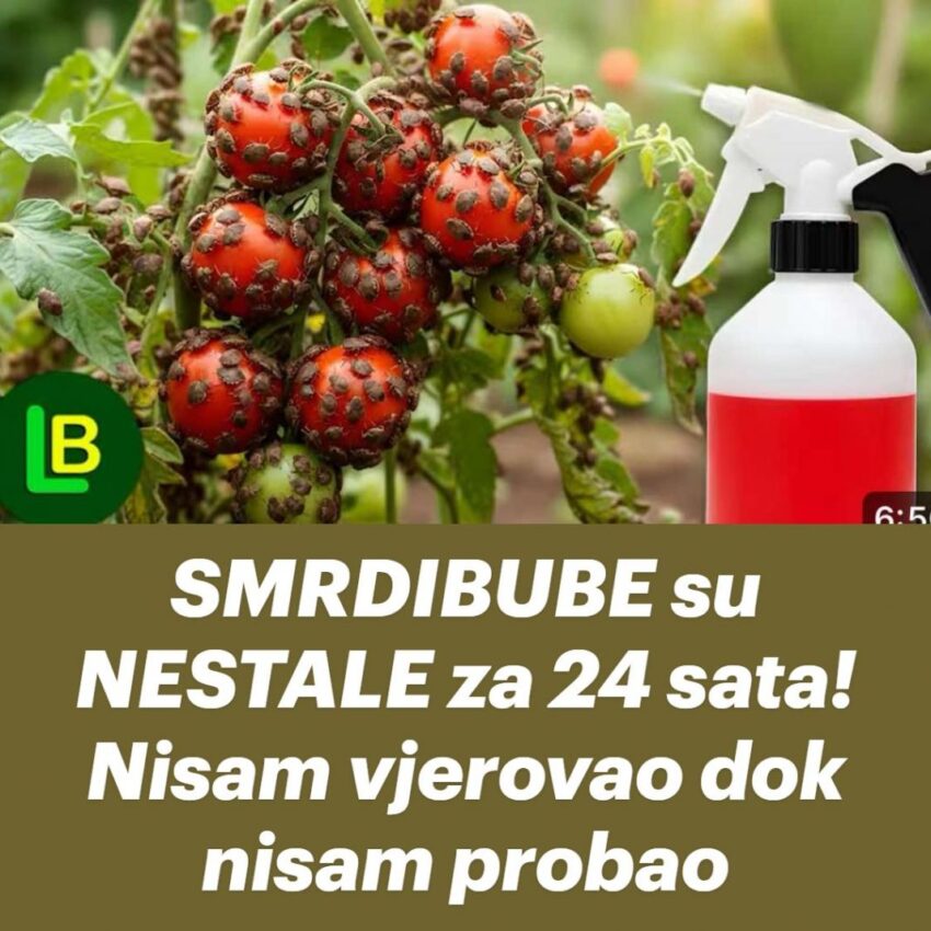 smrdibube-su-nestale-za-24-sata!-nisam-vjerovao-dok-nisam-probao