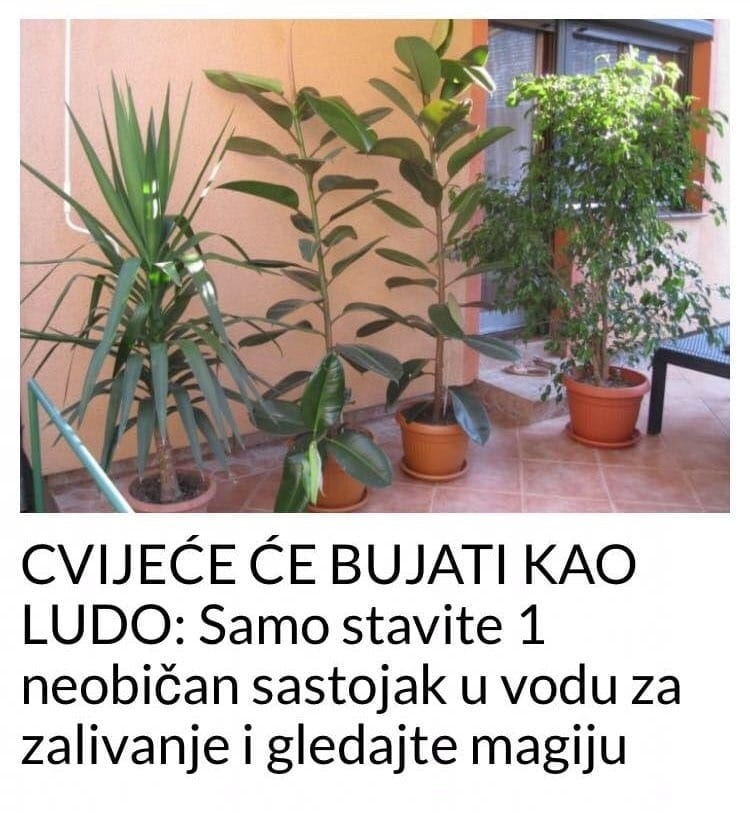 cvijece-ce-bujati-kao-ludo!-samo-stavite-ovaj-neobican-sastojak-u-vodu-i-gledajte-cudo