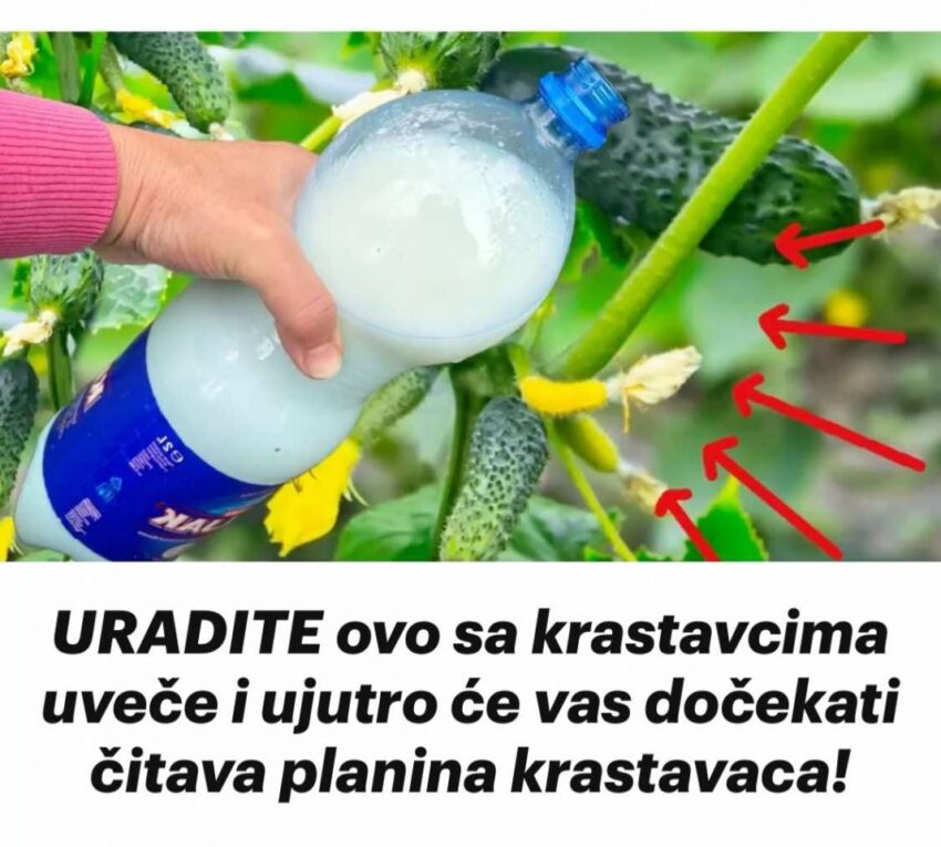 uradite-ovo-sa-krastavcima-uvece-i-ujutro-ce-vas-docekati-citava-planina-krastavaca!