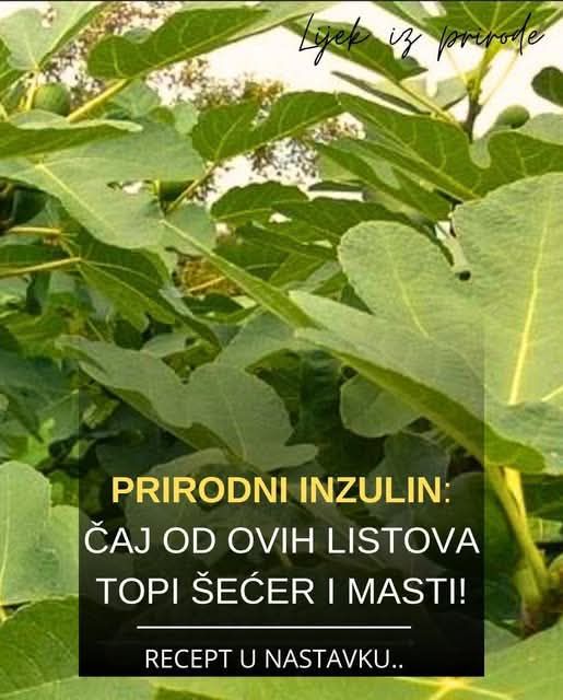 prirodni-inzulin:-caj-od-ovih-listova-topi-secer-i-masti!