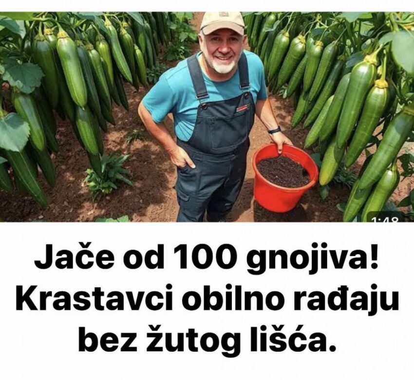 jace-od-100-gnojiva!-krastavci-obilno-radaju-bez-zutog-lisca.